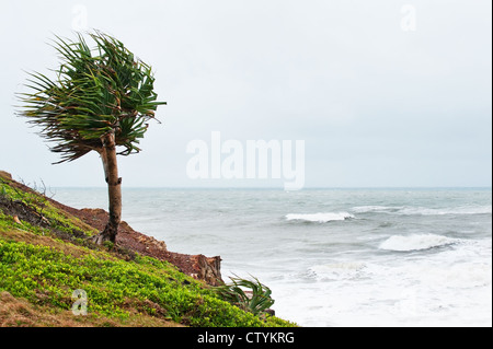 Un arbre sur le point Arkwright au Queensland Banque D'Images