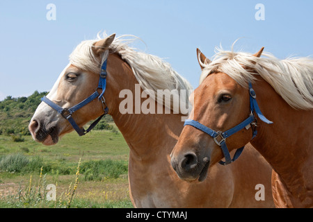 Des chevaux Haflinger, Kloster, île de Hiddensee, côte de la mer Baltique, Schleswig-Holstein, Allemagne Banque D'Images