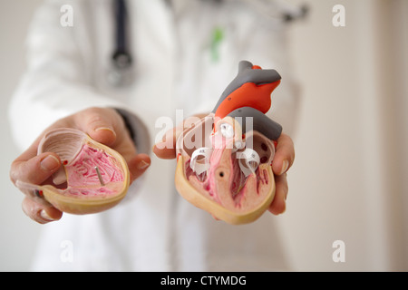 Médecin détient les droits de coeur en mains-modèle close-up Banque D'Images