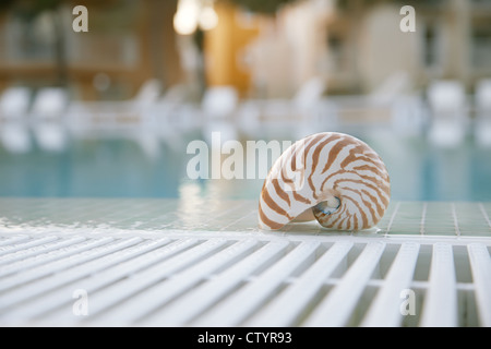 Nautilus shell au bord de la piscine, peu profond, dof super hôtel On background Banque D'Images