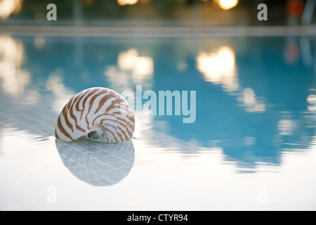Nautilus shell au bord de la piscine, peu profond, dof super hôtel On background Banque D'Images