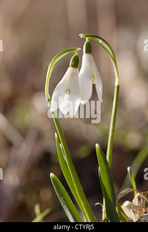 Deux jolies fleurs snowdrop Soft focus, parfait pour carte postale Banque D'Images