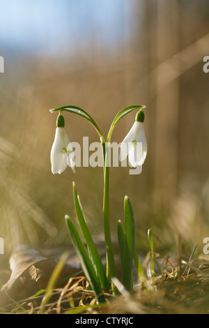 Deux jolies fleurs snowdrop Soft focus, parfait pour carte postale Banque D'Images