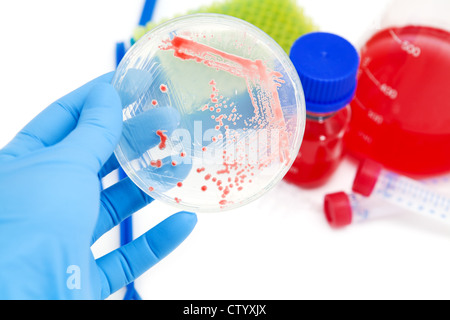 Les mutants des micro-organismes sur gélose plate in laboratory Banque D'Images