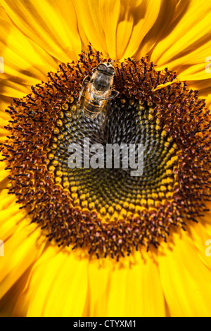 Eristalis arbustorum - Hoverfly Banque D'Images