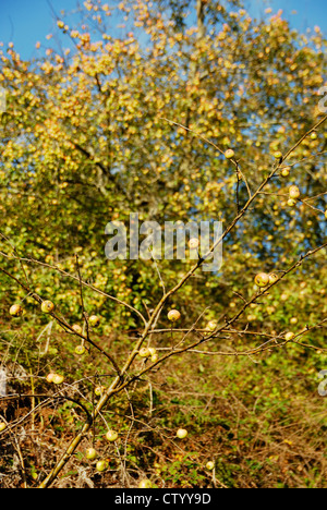 Malus sylvestris, Crabe pommiers aux fruits, au Pays de Galles Banque D'Images