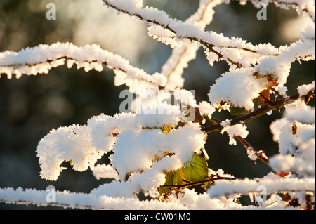 Une scène d'hiver glacial d'un arbre gelé givrée Banque D'Images