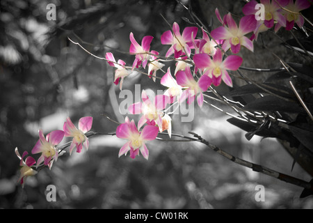 Fleurs tropicales violet Banque D'Images