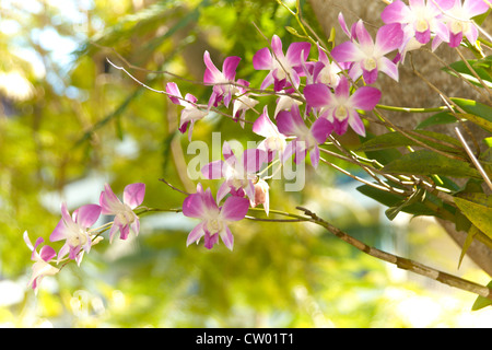 Fleurs tropicales violet Banque D'Images