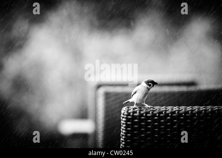 Un petit oiseau, moineau perché sur une chaise en osier sous la pluie. Banque D'Images