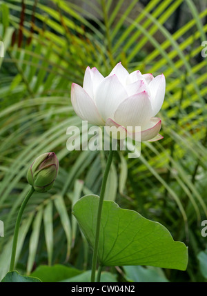 Indian Lotus, Lotus Sacré, de haricots ou de l'Inde, Nénuphar Sacré Nelumbo nucifera, Nelumbonaceae, syn. Nelumbium speciosum Banque D'Images