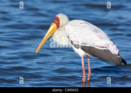 Yellowbilled stork (Mycteria ibis), Kruger National Park, Afrique du Sud Banque D'Images