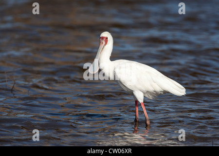Spatule d'Afrique (Platalea alba), Kruger National Park, Afrique du Sud Banque D'Images