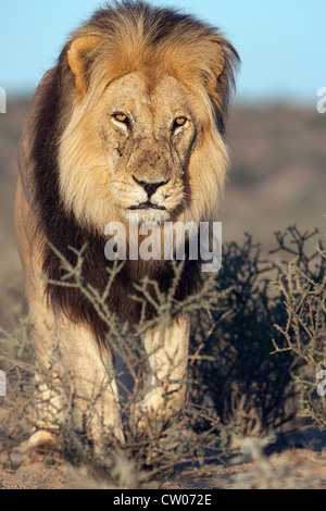 Lion, Panthera leo, Kgalagadi Transfrontier Park, Northern Cape, Afrique du Sud Banque D'Images