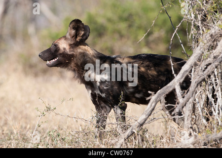 Chien sauvage d'Afrique (Lycaon pictus), iMfolozi game reserve, Kwazulu Natal, Afrique du Sud Banque D'Images