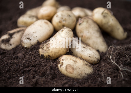 Pommes de terre nouvelles fraîchement récoltées dans un sol riche en compost, au Royaume-Uni. Banque D'Images