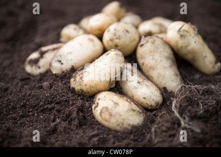 Pommes de terre nouvelles fraîchement récoltées dans un sol riche en compost, au Royaume-Uni. Banque D'Images