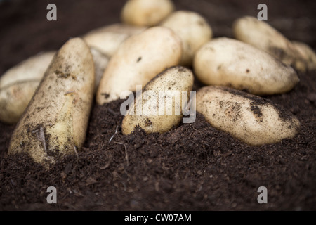 Pommes de terre nouvelles fraîchement récoltées dans un sol riche en compost, au Royaume-Uni. Banque D'Images