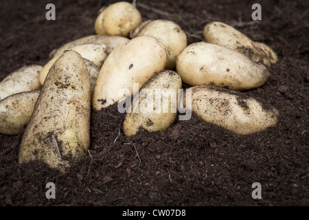 Pommes de terre nouvelles fraîchement récoltées dans un sol riche en compost, au Royaume-Uni. Banque D'Images