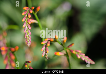 Crocosmia genre Iridaceae coppertips chute d'étoiles fleurs montbretia contre lame mince vert feuilles Banque D'Images