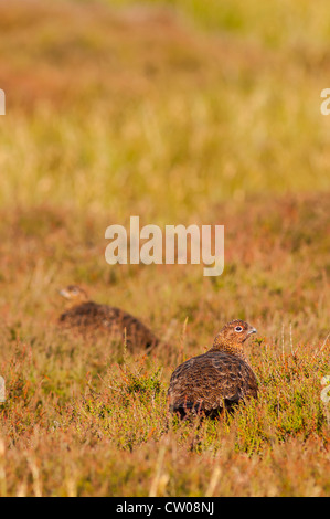 Une paire de lagopède des saules (Lagopus lagopus scoticus ) dans les landes, vallées du Yorkshire, England, UK Banque D'Images