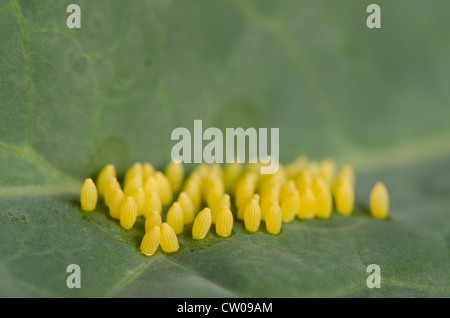 Grand papillon blanc du chou Pieris brassicae oeufs pondus sur la plante hôte Brassicacées Brassica feuille de chou groupe cluster jaune Banque D'Images