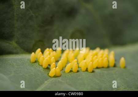 Grand papillon blanc du chou Pieris brassicae oeufs pondus sur la plante hôte Brassicacées Brassica feuille de chou groupe cluster jaune Banque D'Images