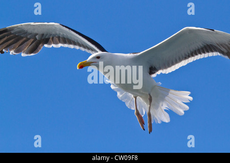 Goéland marin (Larus marinus) en vol, St Mary, Îles Scilly Banque D'Images