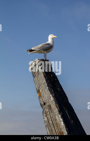 Un goéland argenté monte la garde sur le haut de la vieille ancre à Whitby Banque D'Images