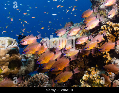 Coral Reef scène - Orange Poisson cardinal dans une petite école près de coraux durs sur un récif de corail de la Mer Rouge Banque D'Images