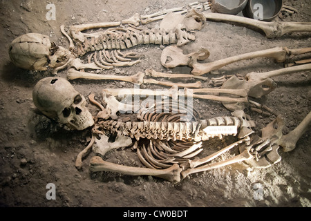 Baliste romaine squelettes vis, Dorset County Museum, High West Street, Dorchester, Dorset, Angleterre, Royaume-Uni Banque D'Images