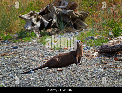 Une loutre cherche les danger sur la plage de galets à çois Dortier Spit, Sooke, Colombie-Britannique. Banque D'Images