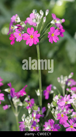 Primula malacoides fleurs - communément appelé Primula Lollipops, Primrose et Primrose Bébé fée Banque D'Images