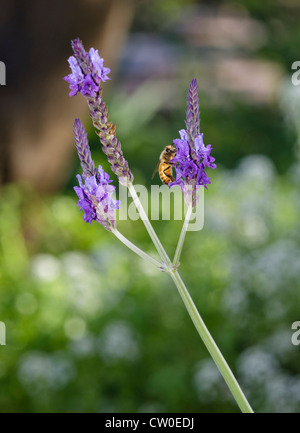 Une abeille (Apis mellifera) sur une fleur de lavande . Banque D'Images