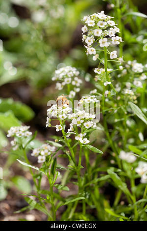 L'abeille européenne (Apis mellifera) sur Sweet Alyssum (Lobularia maritima) fleurs. Banque D'Images