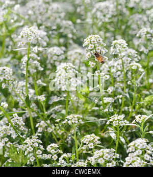 L'abeille européenne (Apis mellifera) sur Sweet Alyssum (Lobularia maritima) fleurs. Banque D'Images