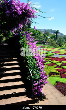 Portugal - Madère - Funchal - colline au-dessus de superbes exotiques Botanical Gdns - passerelle au-dessus d'un écran végétal multicolore Banque D'Images