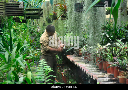 Portugal - Madère - Botanical Gdns - un jardinier au travail dans une serre Banque D'Images