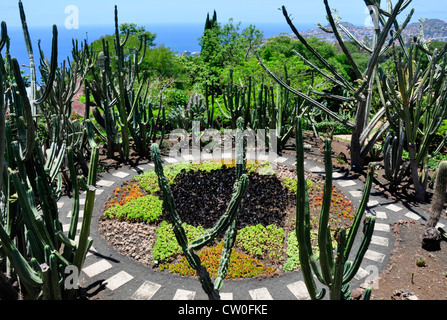 Portugal - Madère - Botanical Gdns - présentation officielle des plantes succulentes - cactus etc - fond de ciel bleu et soleil - mer Banque D'Images