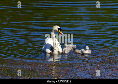 Cygne muet, Cygnus olor, et cygnets Bosherton, étangs de lys, Parc National de Pembrokeshire, Pays de Galles de l'Ouest, Cymru, UK, Royaume-Uni, Banque D'Images