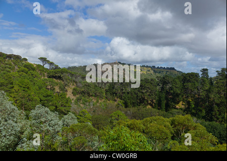 Scène de forêt adjacente au lac bleu à Mt Gambier Australie du Sud Banque D'Images