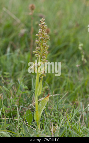Frog Orchid, Dactylorhiza viridis, poussant sur des terrains downland chalk, Hampshire, Royaume-Uni Banque D'Images