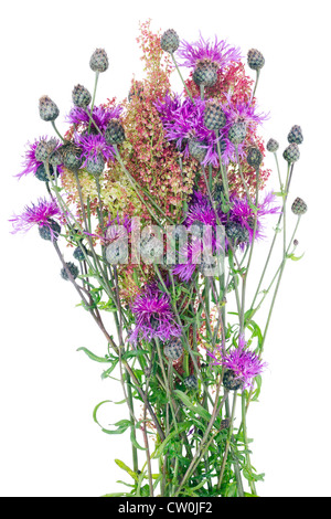 Un Wild Bunch de laid Chardon des champs (Cirsium arvense) avec violet rose fleurs et bourgeons, isolé sur blanc. Banque D'Images