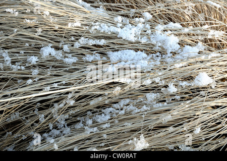 Pennisetum alopecuroides, cassians choix ou la fontaine de l'herbe avec neige et soleil Banque D'Images