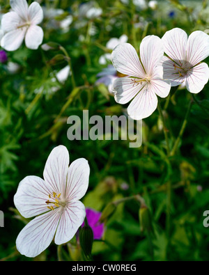 Geranium clarkei variété blanc Cachemire Banque D'Images