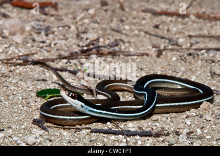 Bluestripe Couleuvre mince (Thamnophis sauritus) nitae Banque D'Images