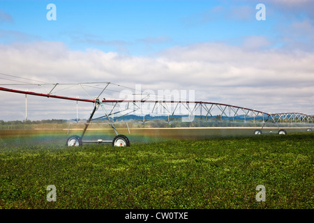 L'irrigation à pivot central, dans l'Oregon. champ de menthe poivrée Banque D'Images