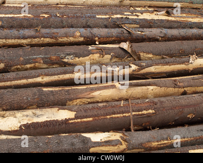 Détail de pins abattus récemment prête pour le transport dans les forêts d'Oslo Norvège Banque D'Images