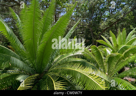 Fairchild Tropical Botanical Gardens à Coral Gables, une banlieue de Miami en Floride. Banque D'Images