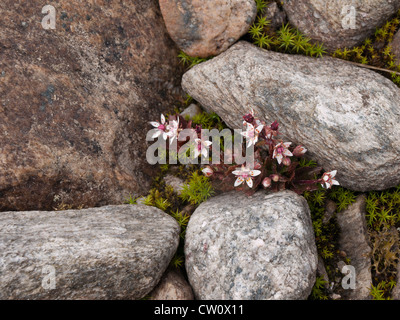 Saxifrage étoilée une petite fleur de montagne dans le parc national de Dovrefjell Norvège Banque D'Images